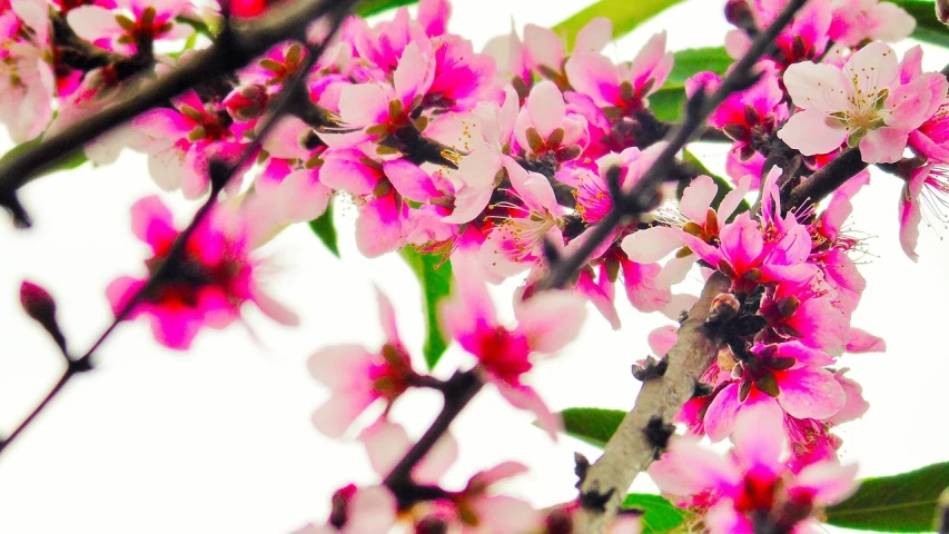 a close up of some pink flowers on a tree, a digital rendering, 'white background'!!!, iphone wallpaper, persephone in spring, qiangshu