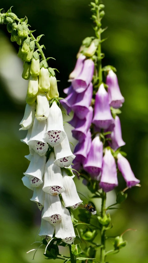 a close up of a purple and white flower, by Dietmar Damerau, shutterstock, bells, in a row, cone shaped, stock photo