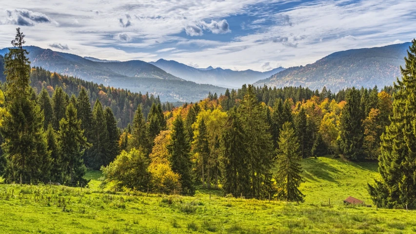 a herd of cattle grazing on top of a lush green hillside, a picture, by Sigmund Freudenberger, shutterstock, colorful autumn trees, dense coniferous forest. spiders, beautiful mountains behind, stock photo