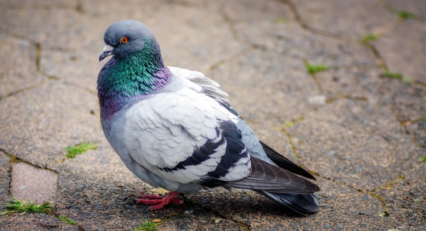 a close up of a pigeon on the ground, a portrait, by Jan Rustem, shutterstock, dressed casually, splash of color, stock photo, bird view