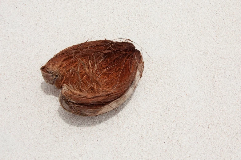 a piece of coconut sitting on top of a white surface, a stock photo, by Alexander Scott, pexels, hurufiyya, deserted sand, with a halo of unkempt hair, bahamas, 1 8 9 0