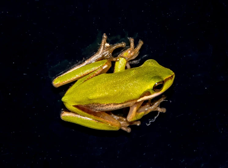 a green frog sitting on top of a black surface, a macro photograph, by Robert Brackman, renaissance, immature, 1/320, top down photo, year 2134
