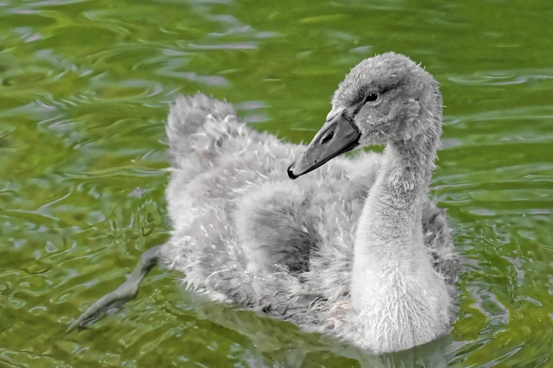 a close up of a duck in a body of water, a digital rendering, pixabay, renaissance, with white fluffy fur, little kid, black swan, family photo