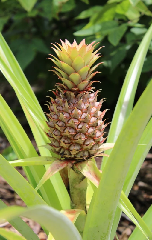 a close up of a pineapple plant with green leaves, by Robert Brackman, flickr, hurufiyya, stock photo, tropical flower plants, cone shaped