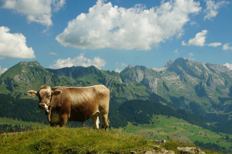 a brown cow standing on top of a lush green hillside, a picture, by Werner Andermatt, pexels, figuration libre, with mountains in background, jean-sebastien rossbach, hd footage, shady