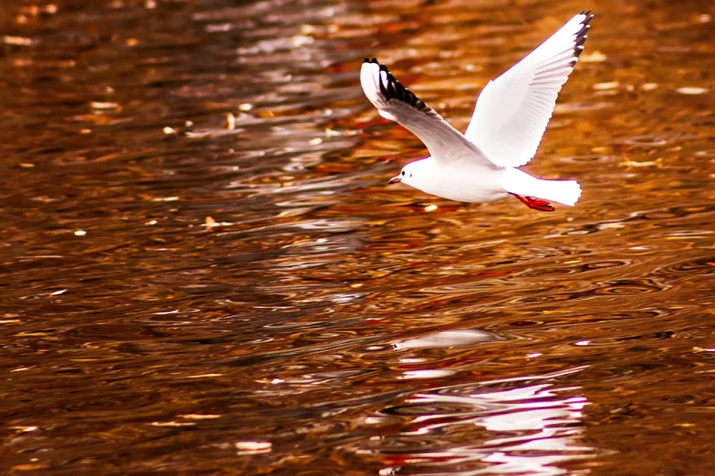 a seagull flying over a body of water, by Jan Rustem, red reflections, autum, fine detail post processing, white and orange