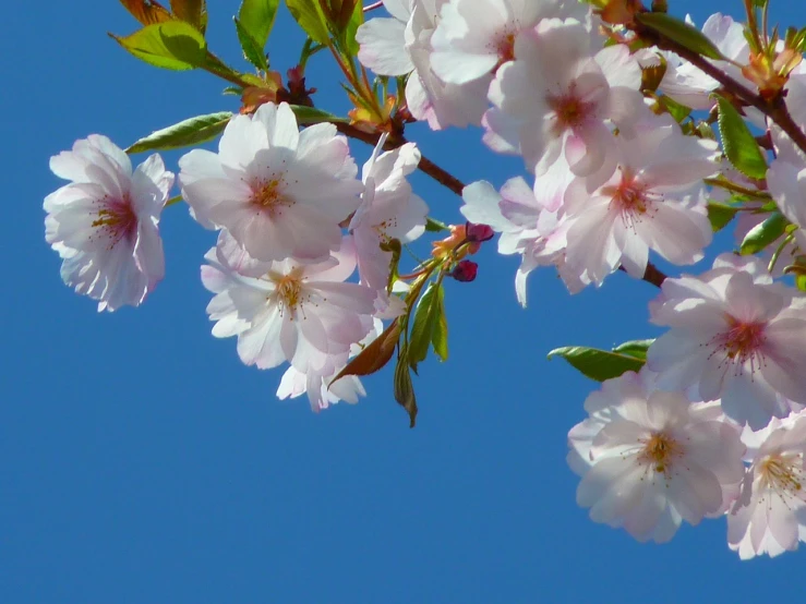 a close up of a bunch of flowers on a tree, by Erwin Bowien, flickr, blue clear skies, flowing sakura silk, closeup - view, heaven on earth