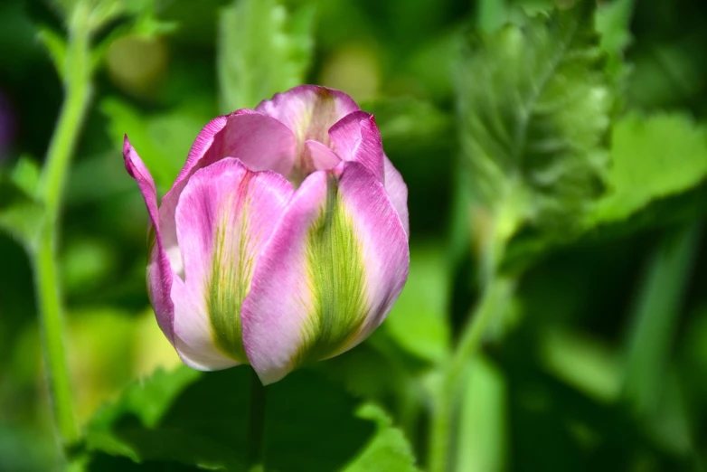 a pink flower sitting on top of a lush green field, a photo, romanticism, tulip, closeup photo, ivy, peony