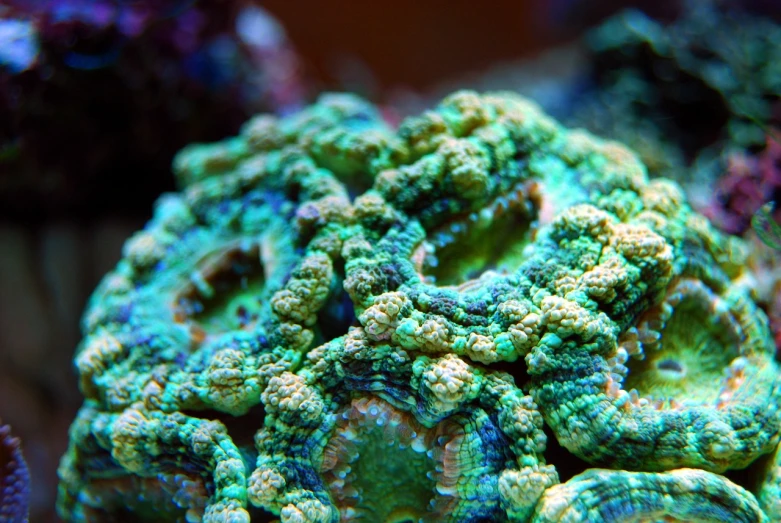 a close up of some very colorful corals, a macro photograph, green and blue colors, cogwheel, mmmmm, 4k high res