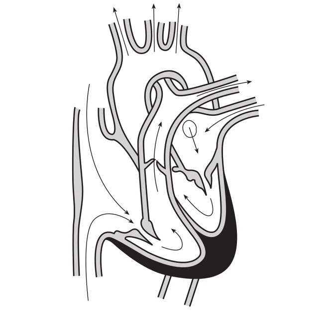 a diagram of the inside of a human heart, an illustration of, shutterstock, hurufiyya, black and white illustration, fluid lines, 🎨🖌️, wall