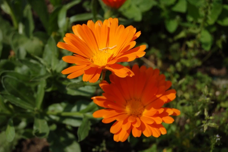 a couple of orange flowers sitting next to each other, a portrait, beautiful flowers growing, very sunny, herb, anna podedworna