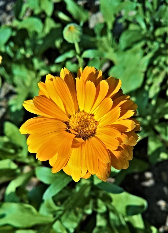 a close up of a yellow flower in a field, by Robert Richenburg, renaissance, orange blooming flowers garden, iphone capture, marigold, confident pose