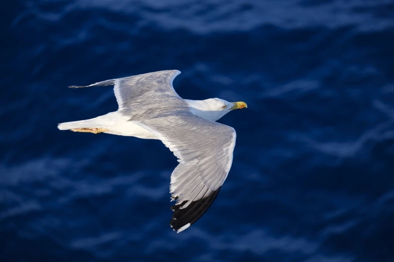 a seagull flying over a body of water, a picture, by David Budd, on a yacht at sea, mid shot portrait, ripley scott, highresolution