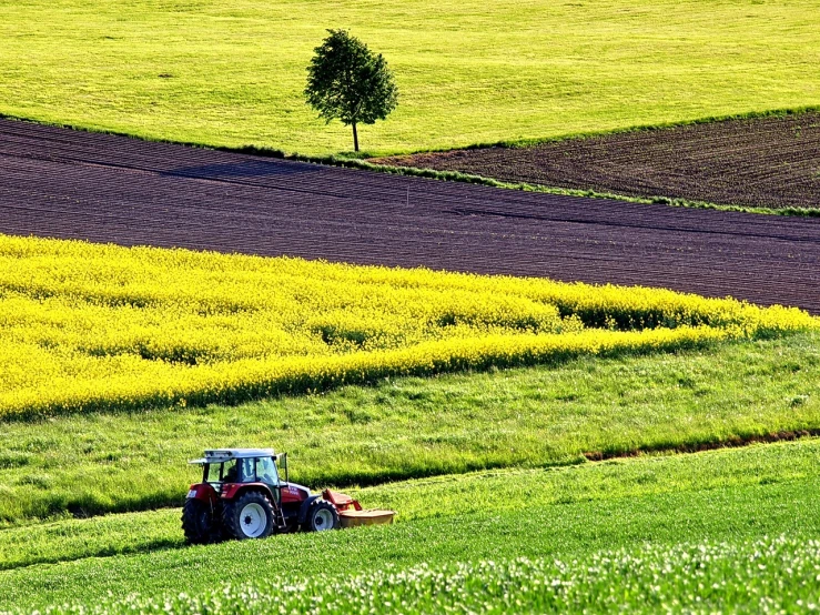 a tractor that is sitting in the grass, by Hans Schwarz, color field, blossom wheat fields, yellow and red color scheme, scene!!, slice of life