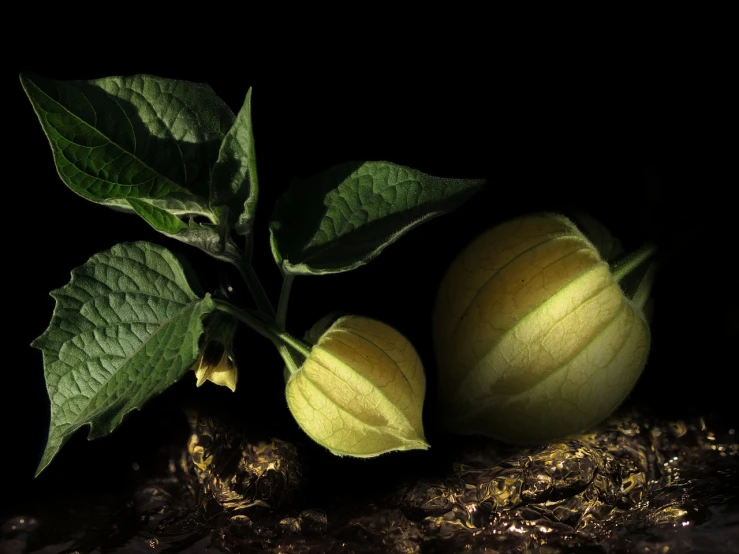 a couple of fruits sitting on top of a pile of dirt, inspired by Igor Morski, zbrush central contest winner, hyperrealism, yellow lanterns, bioluminescent plants, against a deep black background, glowing veins of white