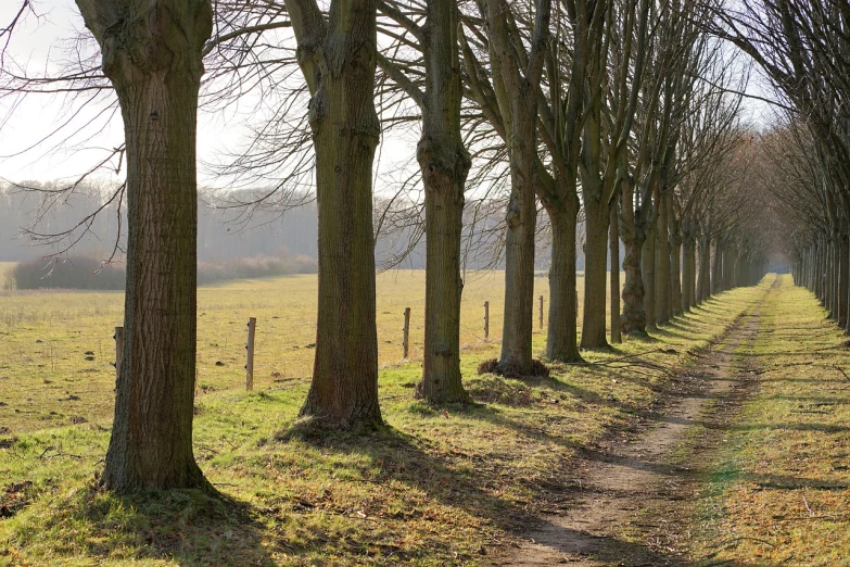 a row of trees on the side of a dirt road, a photo, inspired by Gerard Soest, shutterstock, depth of field!, february), trees!!, english countryside