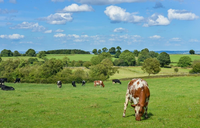 a herd of cattle grazing on a lush green field, a stock photo, by Julian Hatton, shutterstock, forest plains of north yorkshire, beautiful tranquil day, realistic wide angle photo, next to farm fields and trees