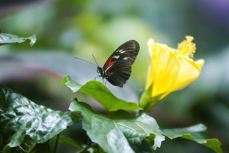 a black and red butterfly sitting on a yellow flower, flickr, taken in zoo, rain lit, indoor shot, amazonian