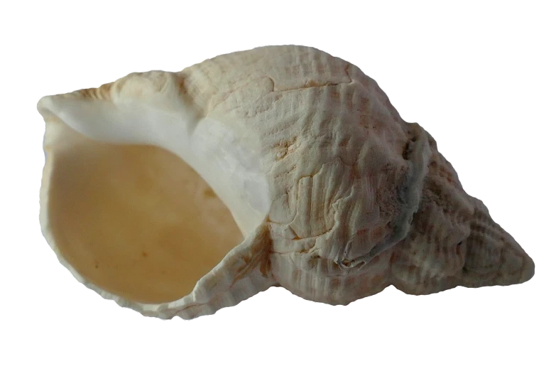 a close up of a shell on a black background, sōsaku hanga, white muzzle and underside, listing image, smooth detailed, unshaded