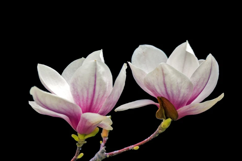 two white and pink flowers against a black background, a portrait, magnolia, hq 4k phone wallpaper, an ancient, isolated on white background