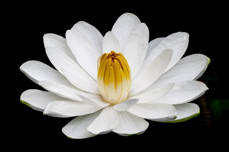 a close up of a white flower on a black background, by Elizabeth Durack, shutterstock contest winner, minimalism, nymphaea, wide angle”, thailand, high detail product photo