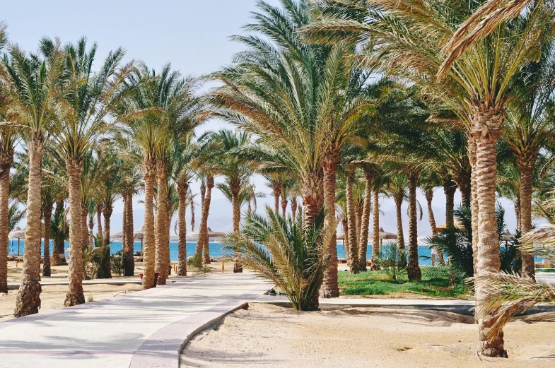 a walkway lined with palm trees next to the ocean, inspired by Bouchta El Hayani, pexels, hurufiyya, red sea, standing near the beach, park on a bright sunny day, tanned ameera al taweel