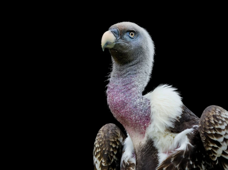 a close up of a bird with a black background, a portrait, shutterstock, baroque, vulture, highly realistic photo, white neck visible, very sharp photo