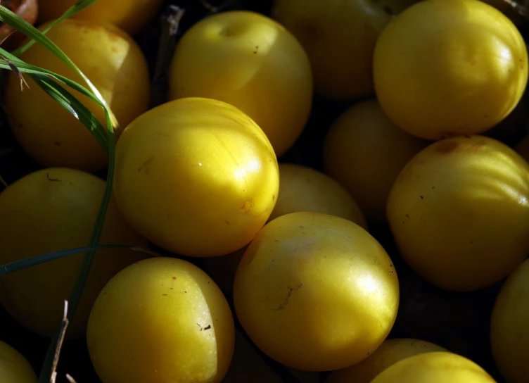 a pile of yellow tomatoes sitting on top of each other, a picture, bauhaus, outdoor photo, detailed zoom photo, bathed in golden light, mangosteen