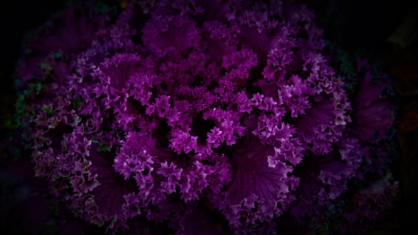 a close up of a bunch of purple flowers, by Stefan Gierowski, pexels, sōsaku hanga, lettuce, photo taken at night, fanciful floral mandelbulb, color leaves