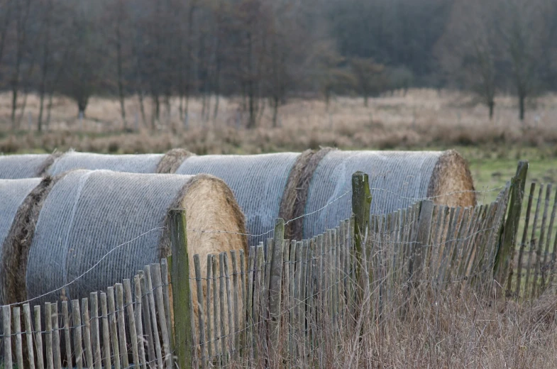 a herd of sheep standing on top of a grass covered field, a portrait, inspired by David Ramsay Hay, flickr, land art, nets, wintery scene, feed troughs, profile close-up view