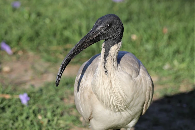 a large bird standing on top of a lush green field, a pastel, by Viktor de Jeney, pixabay, cobra, long thick shiny black beak, real picture taken in zoo, young handsome pale roma, stock photo