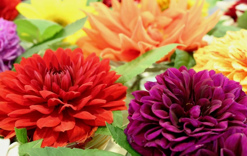 a close up of a bunch of flowers, dahlias, complementary colours, 3 4 5 3 1, vibrant setting