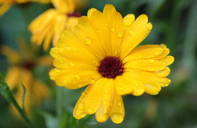 a close up of a yellow flower with water droplets, by David Garner, marigold background, slight overcast weather, overcast weather, accurate and detailed