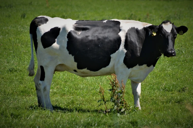 a black and white cow standing on a lush green field, a picture, by Abraham van Beijeren, pixabay, suprematism, morbidly obese, black velvet, dominant wihte and blue colours, side view of a gaunt