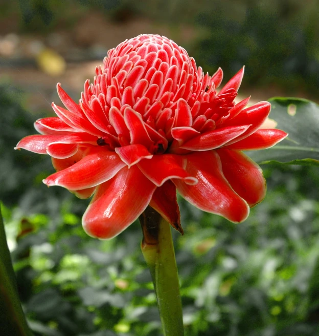 a close up of a red flower on a stem, by Elizabeth Durack, flickr, chrysanthemum and hyacinth, beautiful tropical flowers, mango, wikimedia