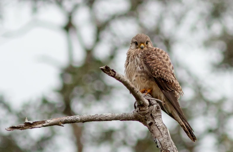 a bird sitting on top of a tree branch, a portrait, by Robert Brackman, trending on pixabay, falcon, young female, ultra wide-shot, merlin