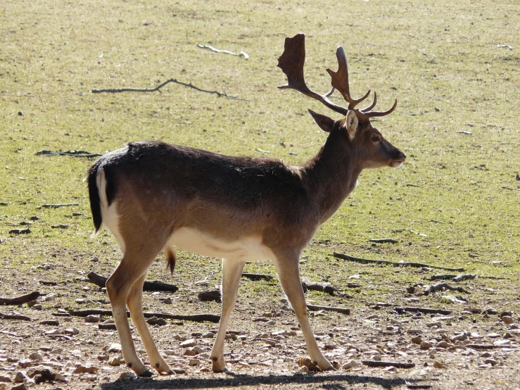 a deer that is standing in the dirt, arabesque, white horns, half body photo