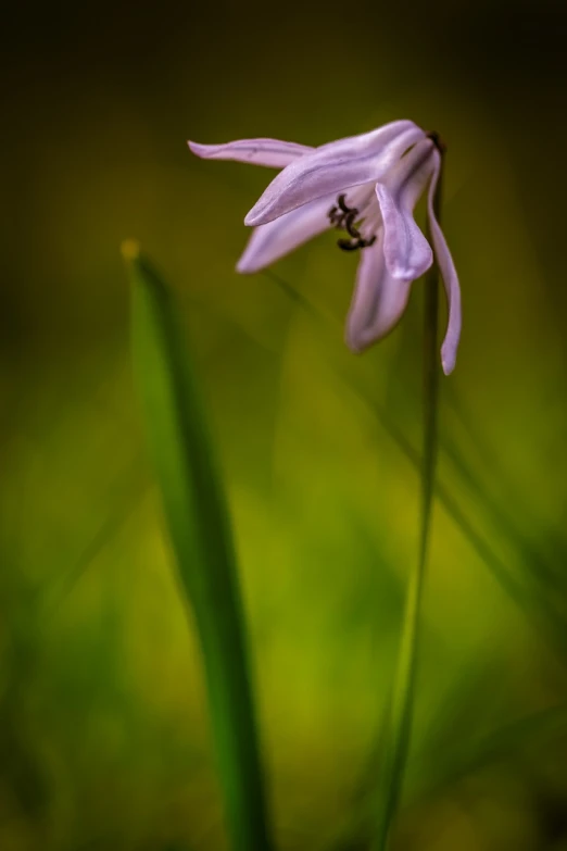 a purple flower sitting on top of a lush green field, a macro photograph, by Etienne Delessert, renaissance, in a forest glade, lily, bells, simplistic