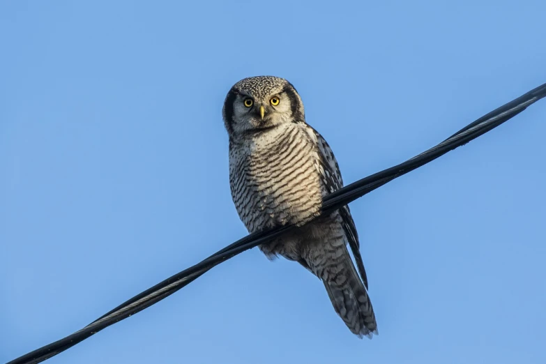 an owl sitting on top of a power line, a portrait, by Juergen von Huendeberg, shutterstock, round - face, taken at golden hour, 2 4 mm iso 8 0 0, hyperdetailed!