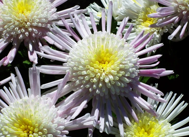 a close up of a bunch of flowers, a macro photograph, by Charles Billich, chrysanthemum, what a bumbler!, close up front view, lilac sunrays