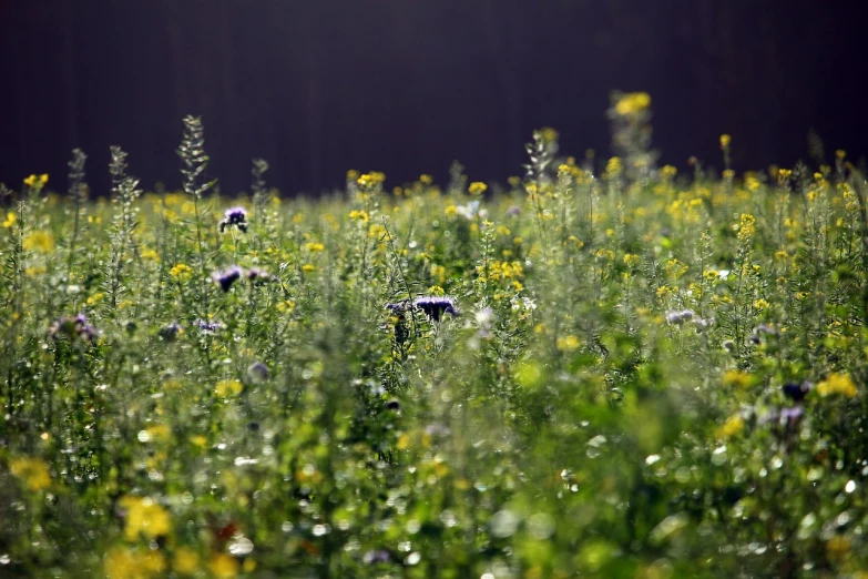 a field filled with lots of green and yellow flowers, a picture, by Stefan Gierowski, backlight, thistles, forest with flowers blue, pollen