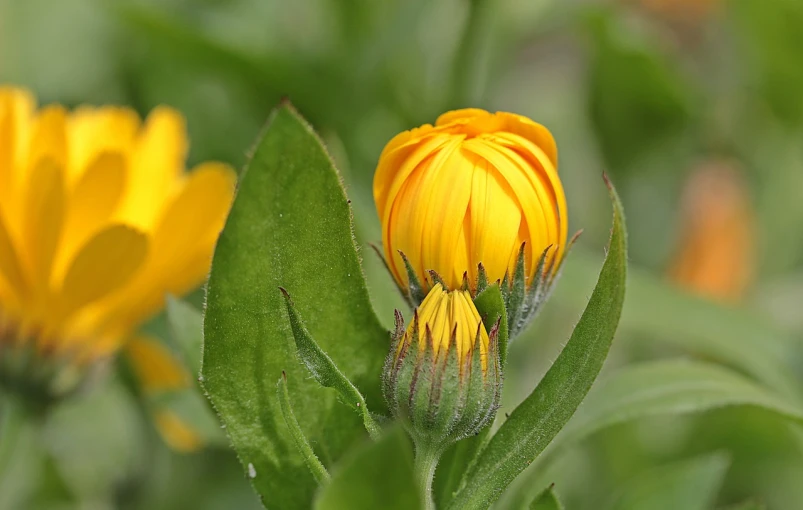 a close up of a yellow flower with green leaves, by Jan Rustem, flickr, flowering buds, marigold flowers, cone, pareidolia