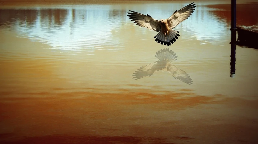 a bird flying over a body of water, a picture, by Jan Rustem, detailed reflection, hawk wings, wallpaper - 1 0 2 4, flying mud
