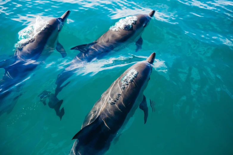 a group of dolphins swimming in the ocean, hurufiyya, glossy reflections, wellington, inquisitive look, vibrant shading