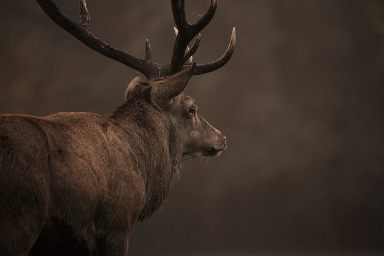 a close up of a deer with large antlers, a picture, pexels contest winner, tonalism, full profile, portrait of a king, deep colours. ”, brown mist