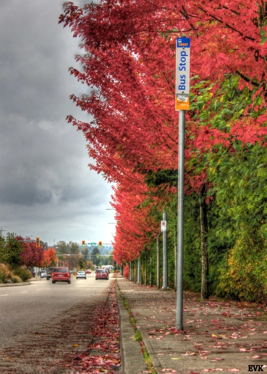 a street sign sitting on the side of a road, by Echo Chernik, flickr, vancouver school, red trees, hdr colors, maple trees along street, bus stop