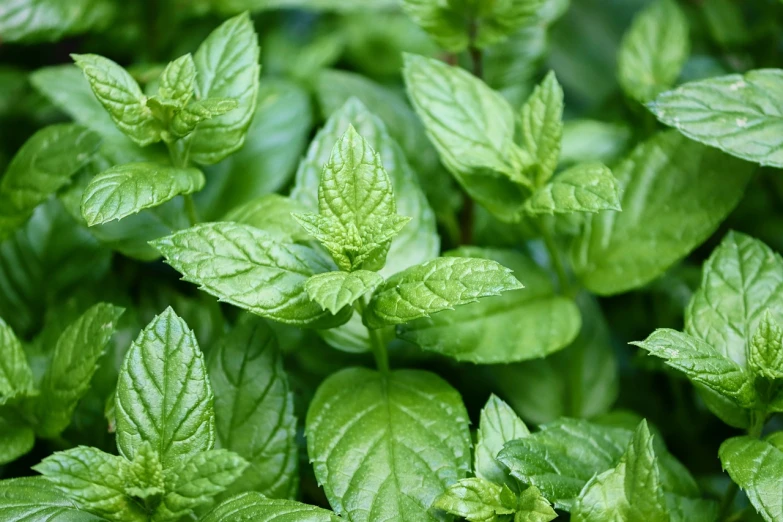 a close up of a bunch of green leaves, shutterstock, peppermint motif, high quality product image”, istockphoto, herbs hanging