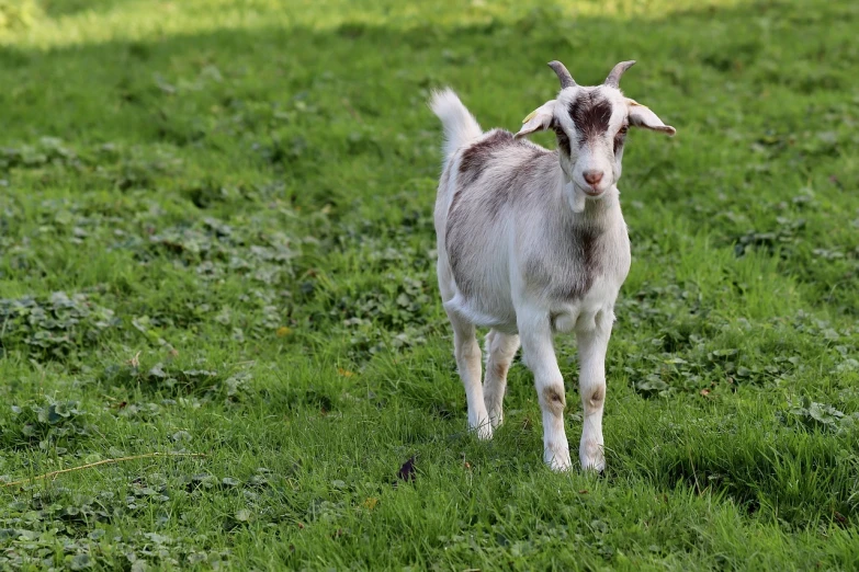 a goat standing on top of a lush green field, a photo, running towards camera, young and cute, full res, peter the goat