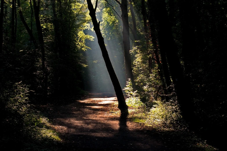 the sun is shining through the trees in the woods, a picture, by Istvan Banyai, light at the end of the tunnel, contre jour, foot path, god light shafts