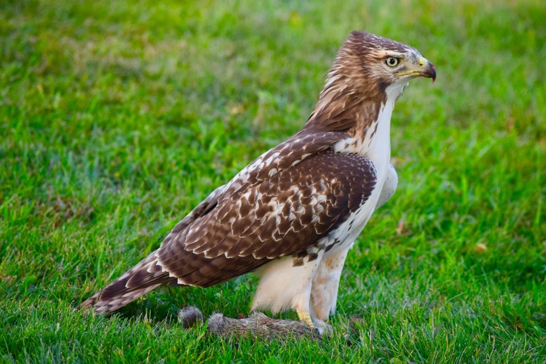 a large bird standing on top of a lush green field, a portrait, by Jim Manley, shutterstock, hawk, immature, kneeling, flash photo